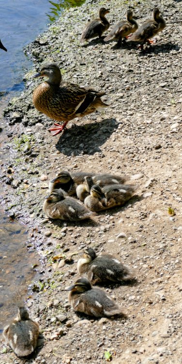 34505264_1290248_edit_19898742724192752.thumb.jpg.c6df9883c135b528b85b1f0d520c4d4b.jpg