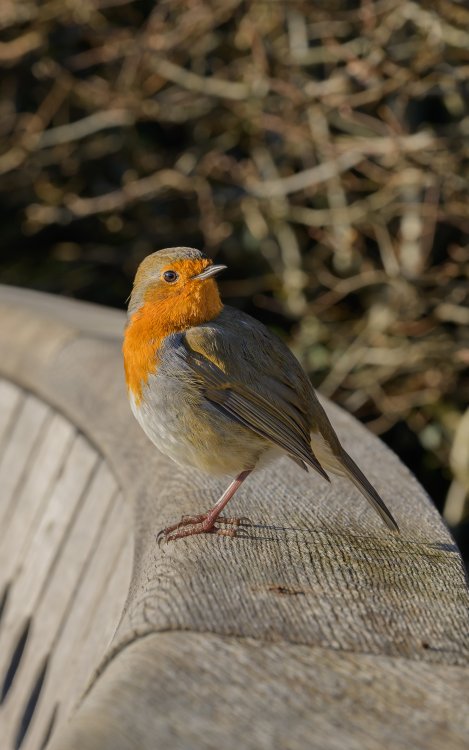 Robin-20240118-0190.jpeg