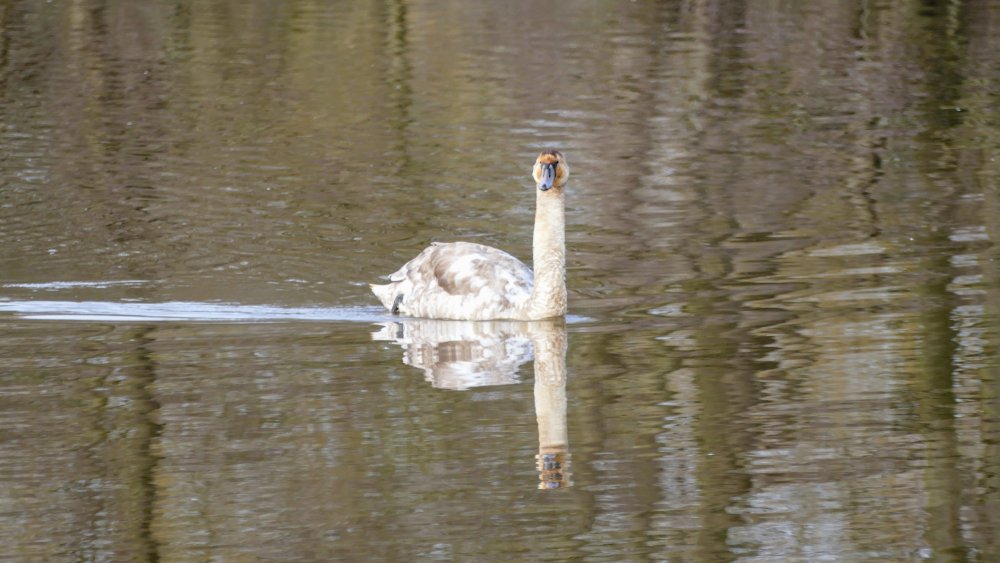 1310886.thumb.jpg.a6735627c46ae0f889e9094c68c4b241.jpg
