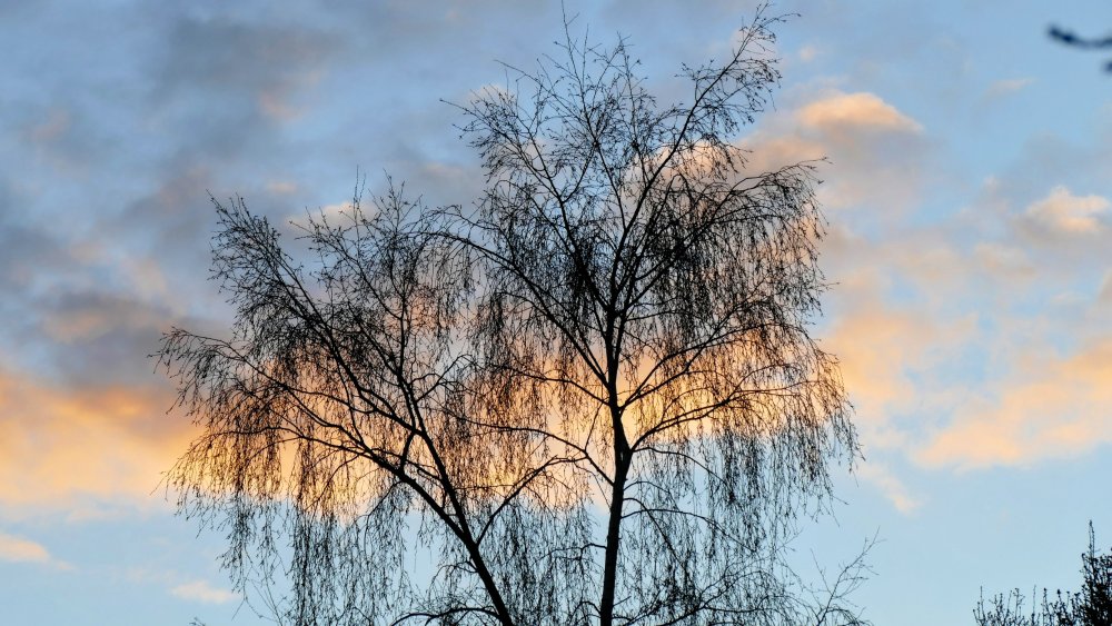 13202732.thumb.jpg.b5757d2f386a9bfbb6eb72d1b80843c6.jpg