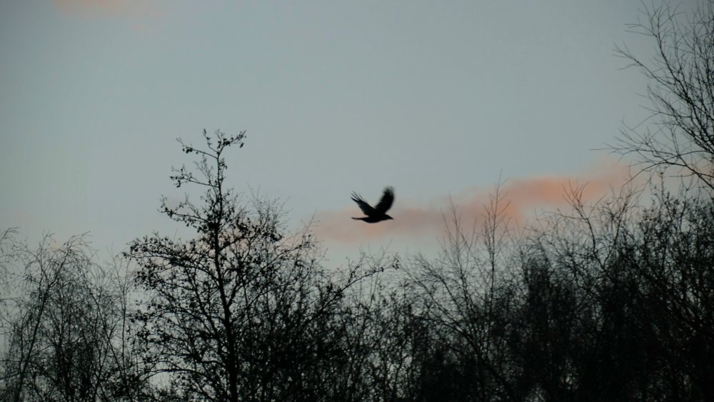 13202822.thumb.jpg.1c39d1fa27c9658fe6849af8258d9411.jpg