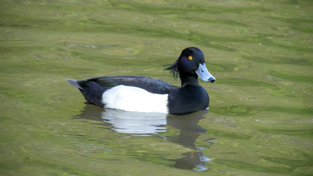 13301362.thumb.jpg.77f48df6d8785cb66f901a57e962c295.jpg