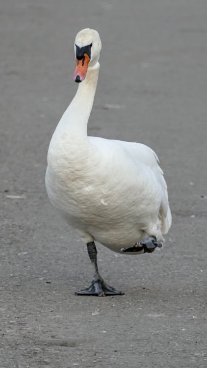 13302642.thumb.jpg.39f203d6f744fa58b51a63e8ee5aa2e5.jpg