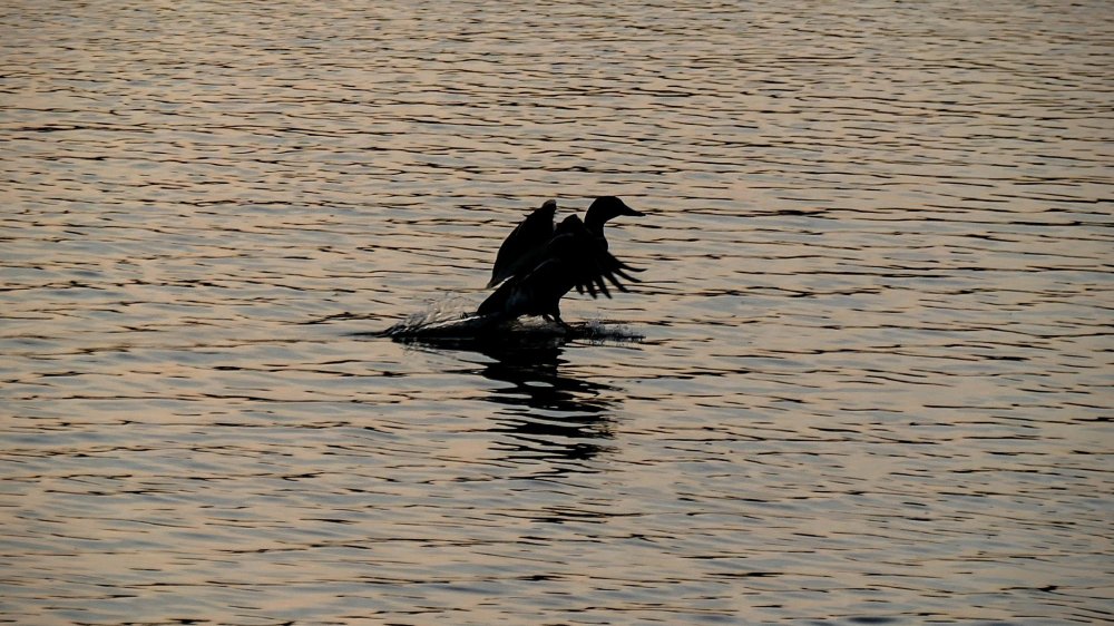 13303392.thumb.jpg.81b4cf2e330df63342ee0f5e45f53a8f.jpg