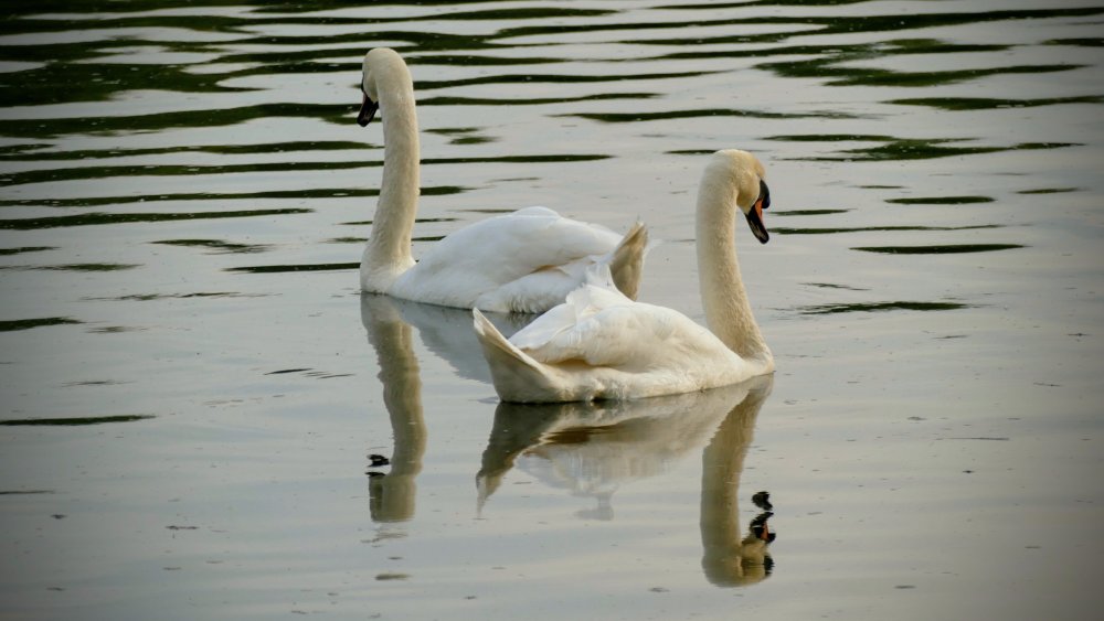 13305512.thumb.jpg.6e95602dc15abe59b5948cddc1ff1dd8.jpg