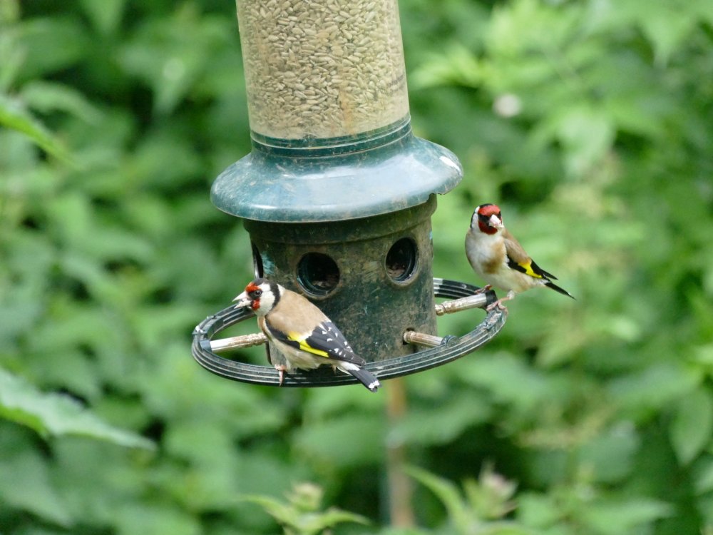 1340232.thumb.jpg.dd4a87bb9e762ce1770fa772e80e6fe0.jpg