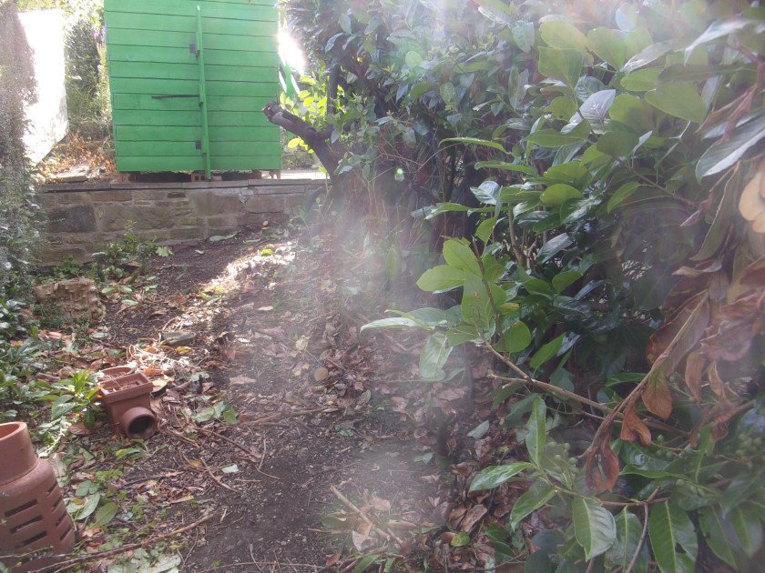 Laurelcuttings_0003.JPG.a345f71382ea4b45d94c677e3404c838.JPG
