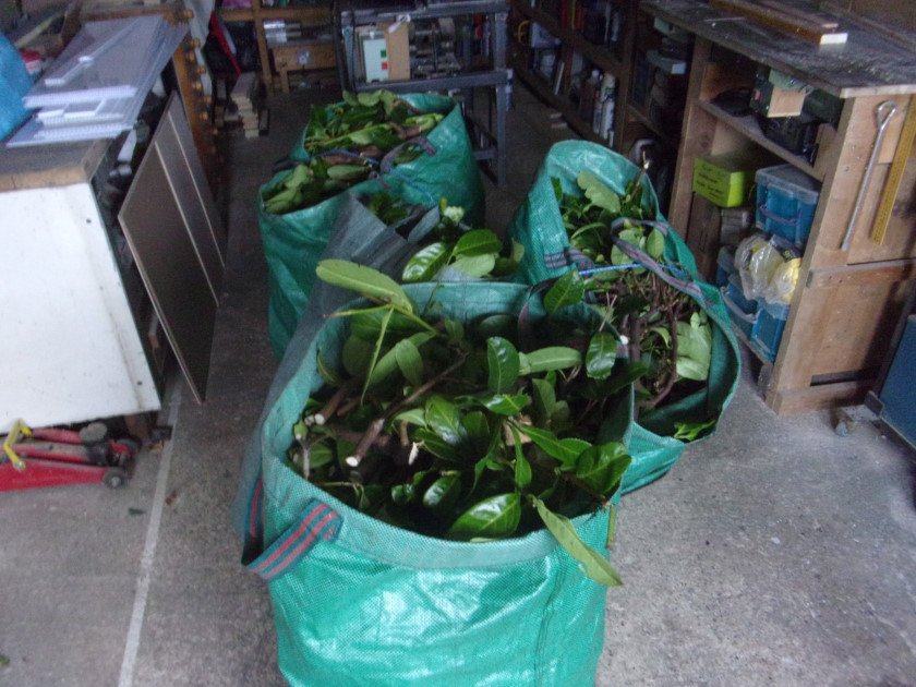 Laurelcuttings_0005.JPG.9a0dfc954be12434f53fb792e3c44cfb.JPG