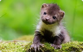 Screenshot2024-10-05at22-55-20marten-GoogleSearch.png.1594c86454d45a75c4e6dfb8e28d7eae.png