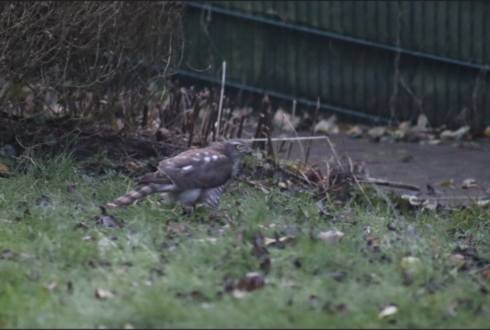 sparrowhawk.PNG.c245c3e0d0b75b215ad8b4b24cc4be8f.PNG