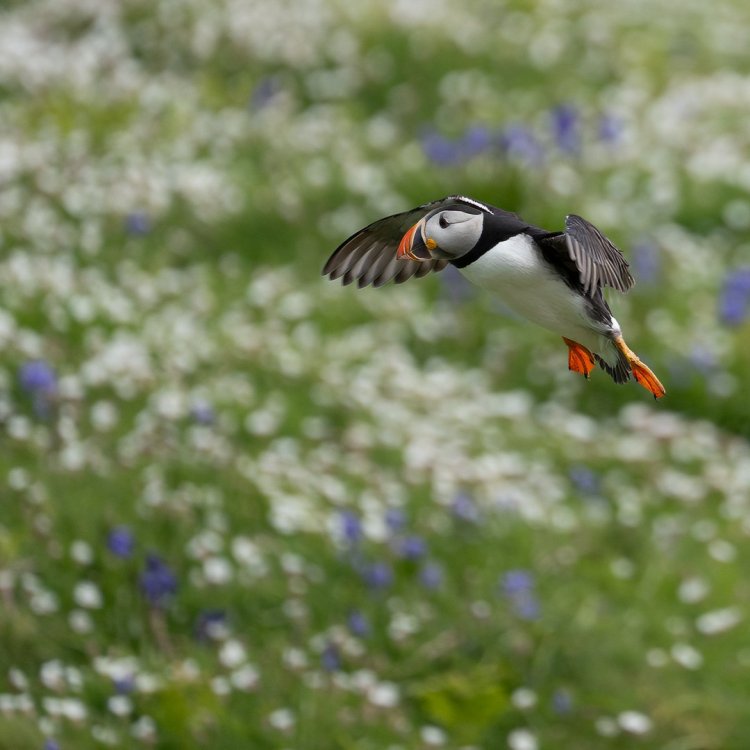 Skomer-Pembroke Workshop-20250508-5478-Edit.jpg