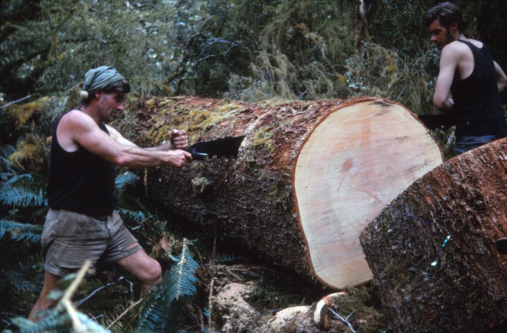 151 We cut them down then cut them up.jpg