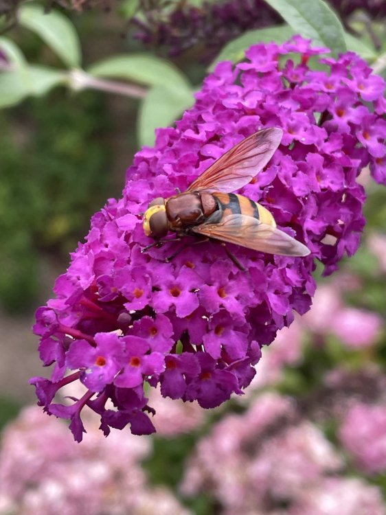 IMG_2856.jpeg