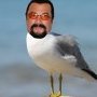 stevenseagull