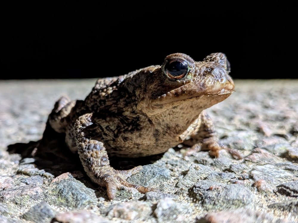 PXL_20260304_191201911.MACRO_FOCUS~3.jpg
