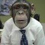 chimpsinties