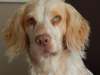 CockerSpaniel