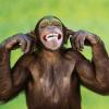 NorthernMonkey