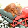 Tamworthpig