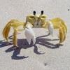 crabfat