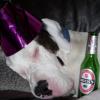 greatdane