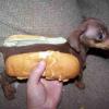 TDi Stu