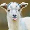 Yearofthegoat
