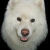 Snowdog